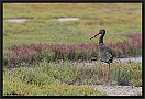 Zwarte Ooievaar, Black Stork, Ciconia nigra Location: Skala Kaloni, Greece (Lesbos) zwarte ooievaar MG 3796 kopie